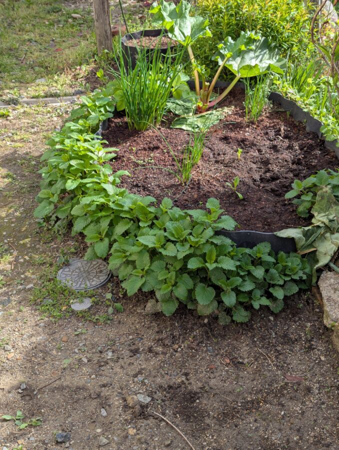 レモンバーム、アゼ板隠し