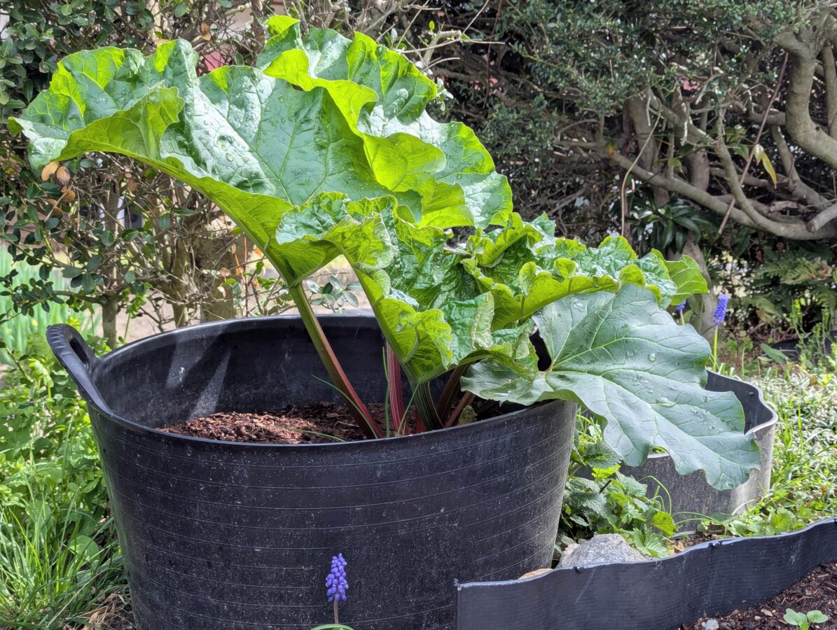 レイズドベッドのルバーブ